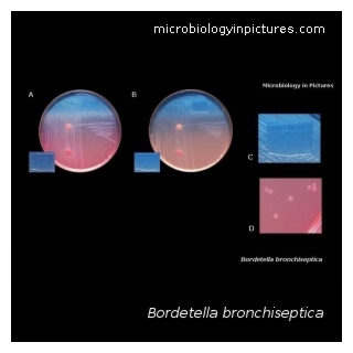bordetella bronchiseptica